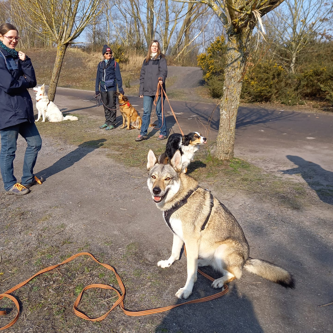 Rééducation comportementale, chien réactif congénère, chien réactif humain, chien qui détruit, chien protection de ressource, chien peur, chien phobie, chien aboiements, chien craintif, chien intenable, chien foufou.       